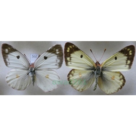 Colias hyale (Linnaeus, 1758) pair Szlaczkoń siarecznik Slovakia36f